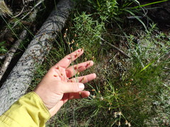 Fimbristylis caroliniana