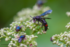 Scolia fasciatopunctata