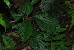 Rhynchotechum formosanum
