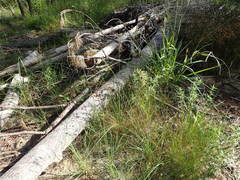 Fimbristylis caroliniana