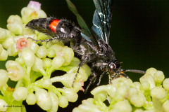 Scolia fasciatopunctata