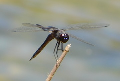 Tramea lacerata
