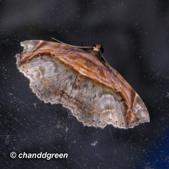 Eugnathia pulcherrima