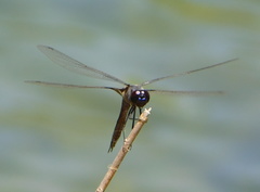 Tramea lacerata