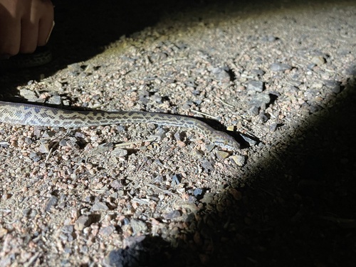 Spotted Python sighting