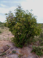 Pavetta gardeniifolia image