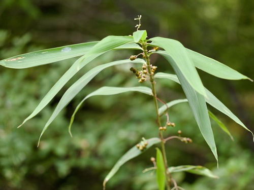 Pleioblastus argenteostriatus iNat (2)