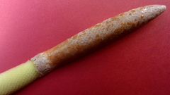 Philodendron pedatum