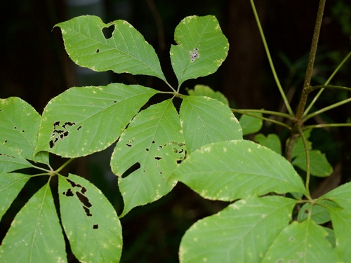 Chengiopanax sciadophylloides, photograph 4