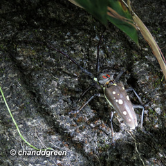 Batocera rubus