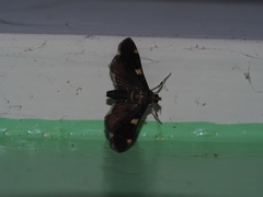Piletocera aegimiusalis