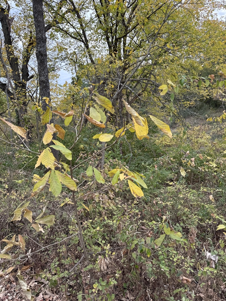 common pawpaw from Lawrence, KS, US on October 21, 2024 at 05:46 PM by ...