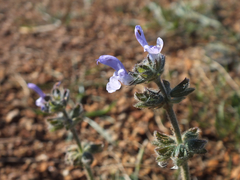Salvia verbenaca