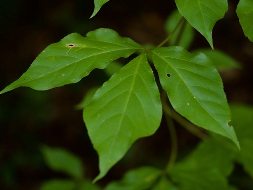 Gamblea innovans, photograph 2