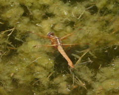 Libellula saturata