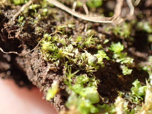 Image of Fossombronia pusilla by no rights reserved