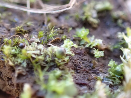 Image of Fossombronia pusilla by no rights reserved