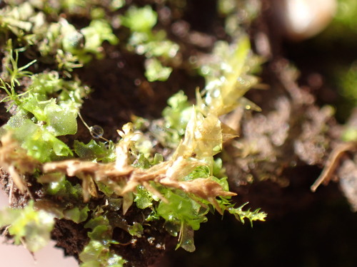 Image of Fossombronia pusilla by no rights reserved