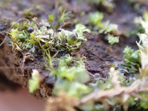 Common Frillwort (Fossombronia pusilla)
