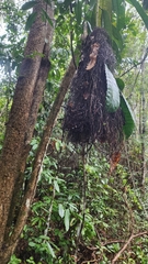 Olivaceous Flatbill photo 4