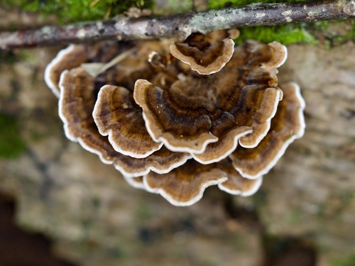 Trametes versicolor