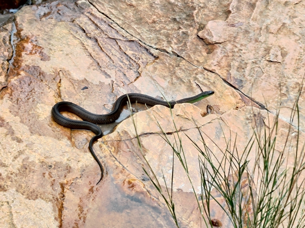 Maryellen's Ground Snake