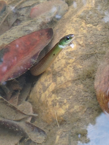 Maryellen's Ground Snake