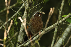 Trochalopteron morrisonianum