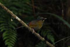 Liocichla steerii
