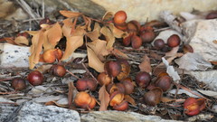 Smelophyllum capense