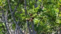 Smelophyllum capense