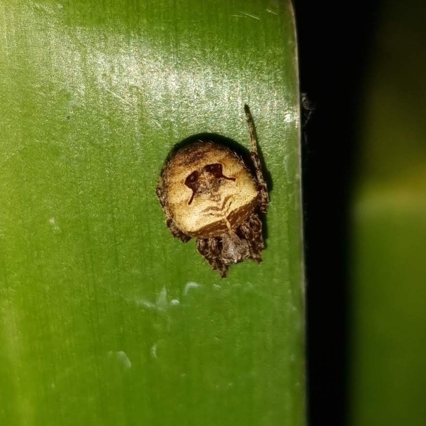 Ocrepeira hirsuta