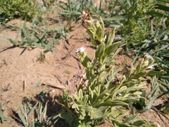 Tournefortia sibirica