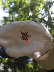 Gasteracantha sanguinolenta