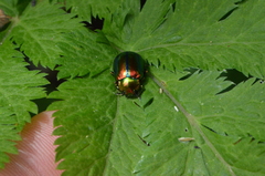 Oreina speciosissima fuscoaenea