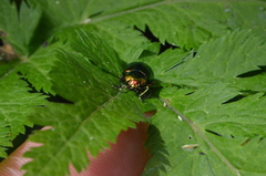 Oreina speciosissima fuscoaenea