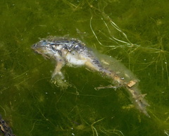 Lithobates yavapaiensis