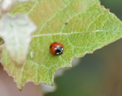 Coccinella quinquepunctata