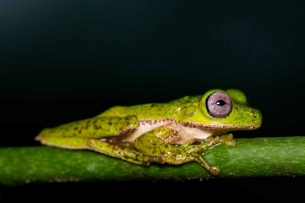 Warty Mountain Stream Frog