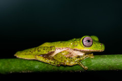 Quilticohyla acrochorda