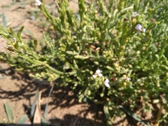 Cakile maritima euxina