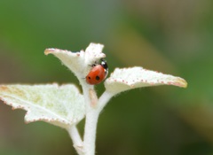 Coccinella quinquepunctata