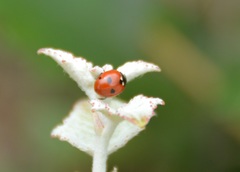 Coccinella quinquepunctata