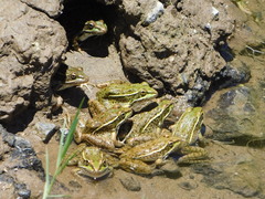 Lithobates yavapaiensis