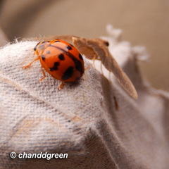 Harmonia octomaculata