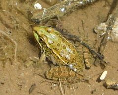 Lithobates yavapaiensis
