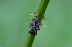 Otiorhynchus coecus