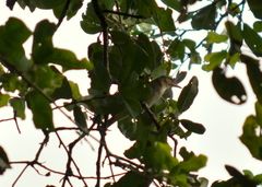 Vireo altiloquus