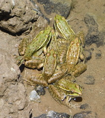 Lithobates yavapaiensis