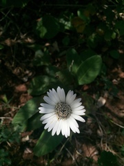Gerbera piloselloides